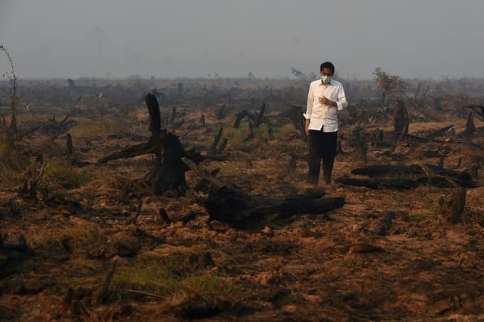 Tropical forest the size of England destroyed in 2018: report