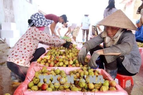 Vietnam, China to enhance trade on farm produce