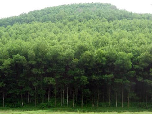 Germany funds forest biodiversity project in Thua Thien-Hue