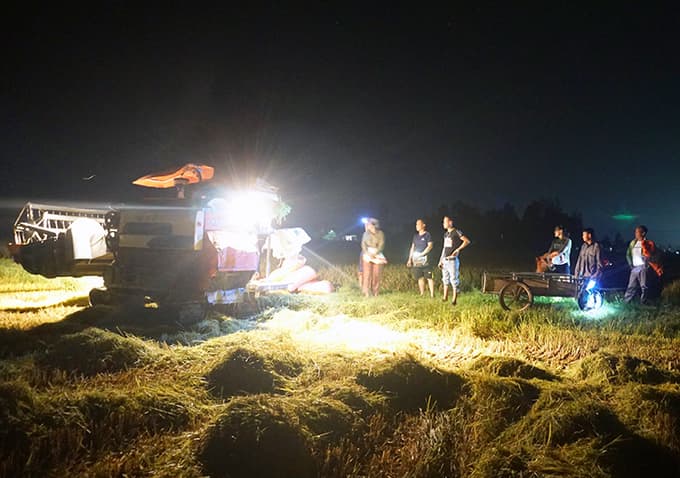 Ha Tinh farmers harvest rice under cover of darkness