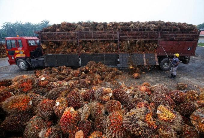 Singapore shoppers given tool to choose products using ethical palm oil