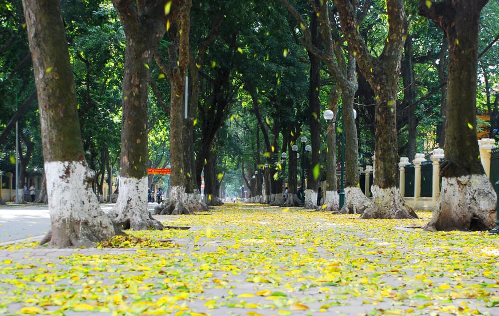 Fallen golden leaves cast spell over Hanoi streets