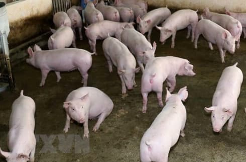 Second district of Ninh Binh free from African swine fever