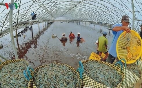 Bottlenecks hinder shrimp products from int’l competition