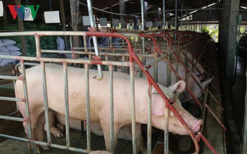 First case of African swine fever detected in Dong Nai