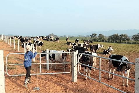 Foreign funds to shed GTN shares, paving way for Vinamilk's acquisition