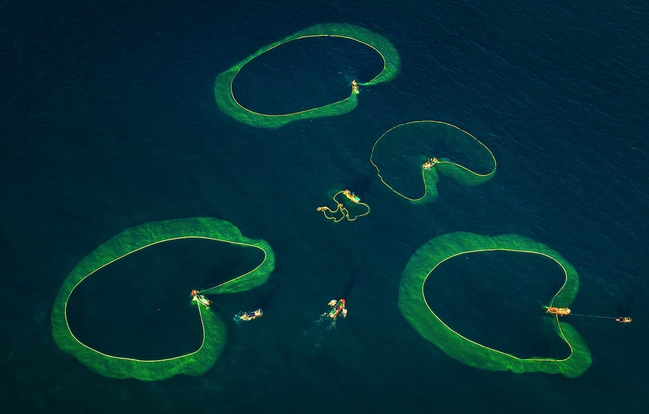 Anchovies anyone? Exotic fish dance unfolds off a Vietnam islet
