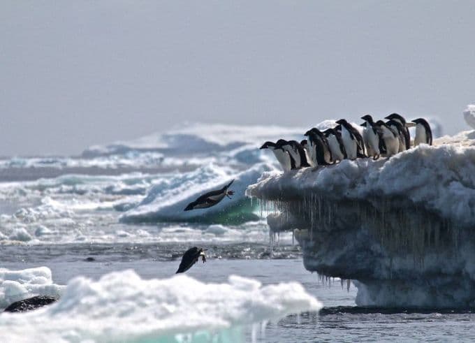 Influential excrement: How life in Antarctica thrives on penguin poop