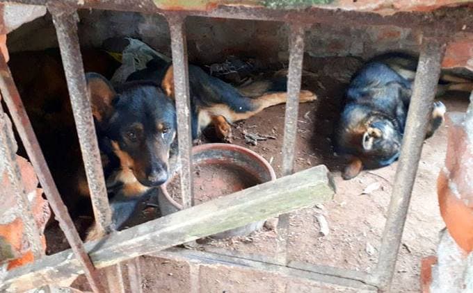 Dogs maul boy to death, owner faces manslaughter charges
