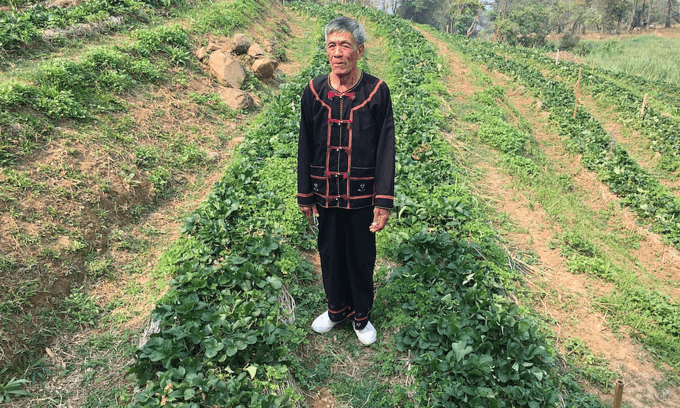 A new high: Indigenous Thai farmers swap opium for coffee, land
