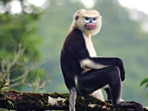 Ha Giang makes progress in Tonkin snub-nosed monkey conservation