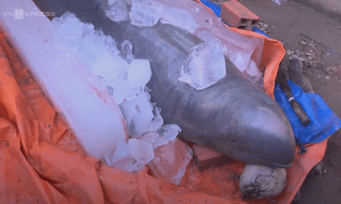 Dolphin species thought extinct in Vietnam caught in Mekong Delta