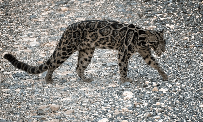 Malaysia slaps highest ever poaching fine on two Vietnamese men