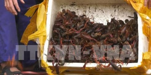 Ministry cracks down on trade, consumption of banned crawfish