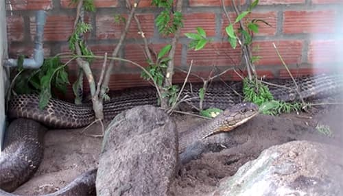 Two endangered king cobras to be released back to the wild in Vietnam