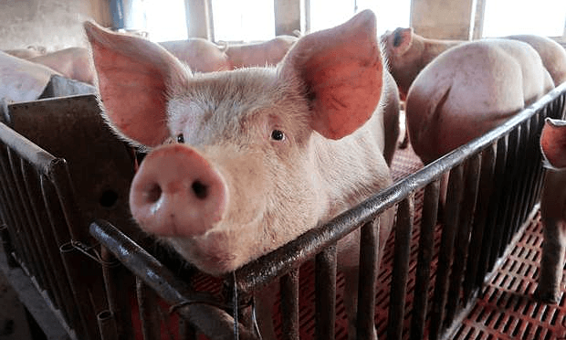 Vietnam culls 1.5 million pigs as African swine fever epidemic rages