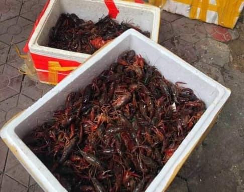 No detection of trade and transportation of red-claw crayfish in HCM city