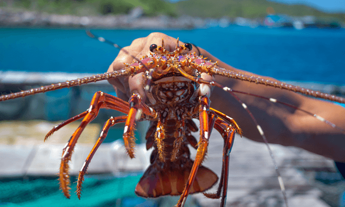 China scraps tariffs on 33 Vietnamese seafood items