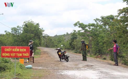 First outbreaks of African swine fever detected in Gia Lai and Kien Giang
