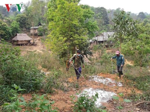 Majority of districts in Dien Bien report cases of African swine fever