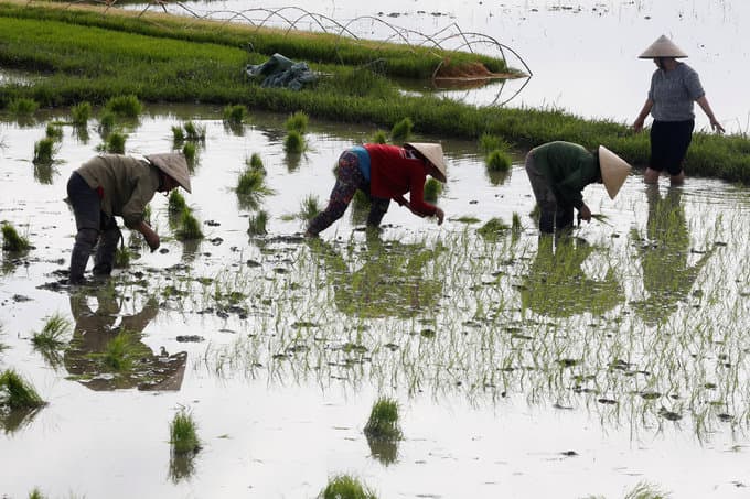 Vietnam can cut emissions, save $2.3 bln with efficient agriculture, forestry