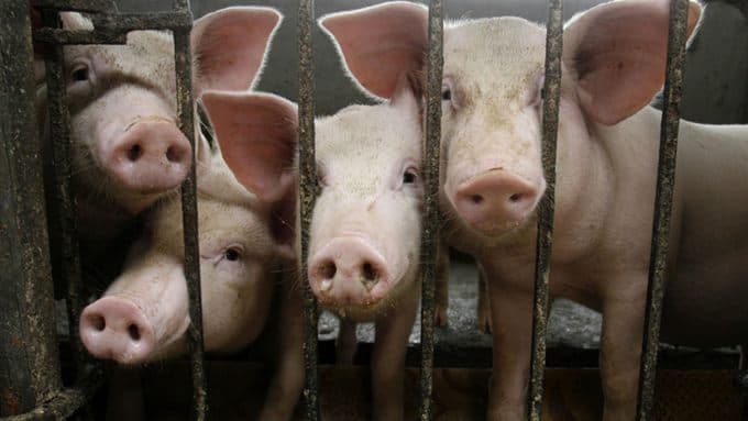 Vietnam culls 1.7 million pigs as more provinces detect African swine fever