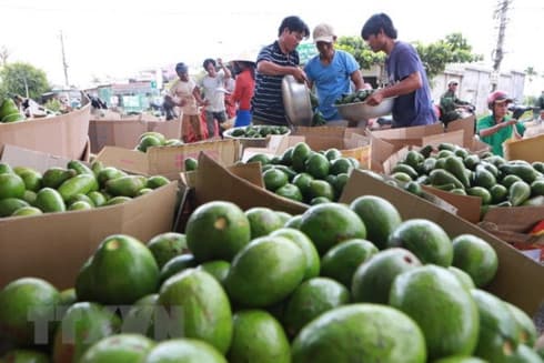 Vietnamese farm produce seeks to reach further in global market