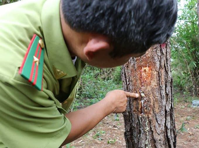 Three men arrested for poisoning of over 3,000 pine trees
