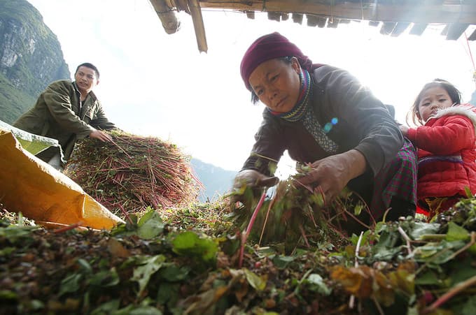Vietnam’s ethnic minorities thrive on connectivity: study