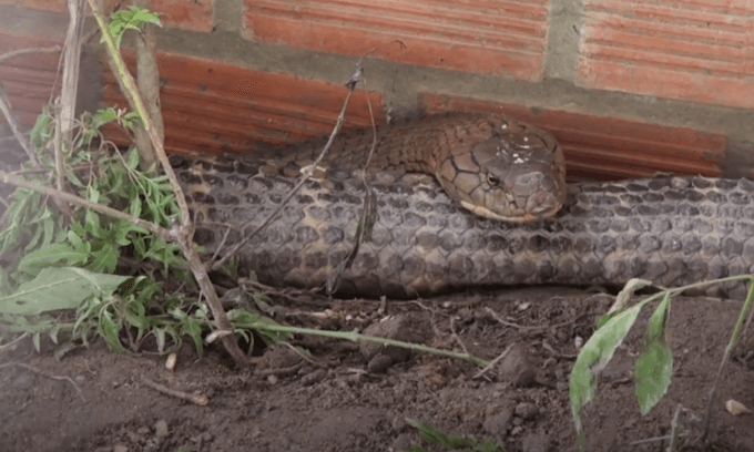 Two endangered king cobras sent to wildlife reserve
