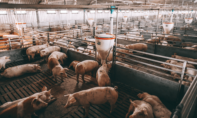 Vietnam culls 2 million pigs as African swine fever threatens large-scale farms