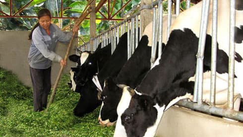 Niche market opens up fresh opportunities for dairy industry