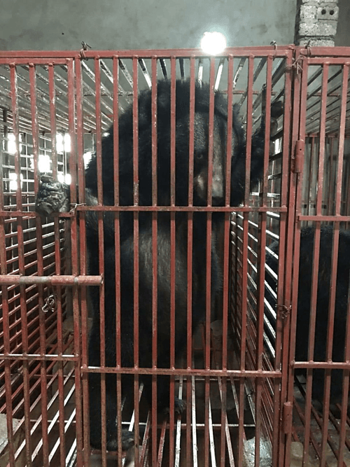 Three bears freed from captivity in central Vietnam