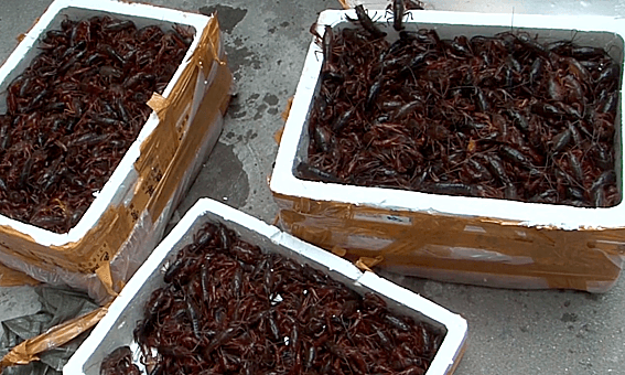 Vietnam to take legal action against crawfish breeding, trading