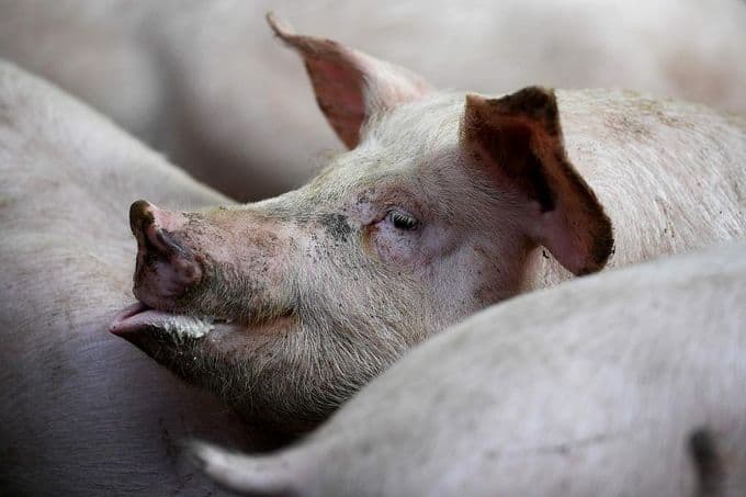 Vietnam PM calls for country to be on a war footing against African swine fever