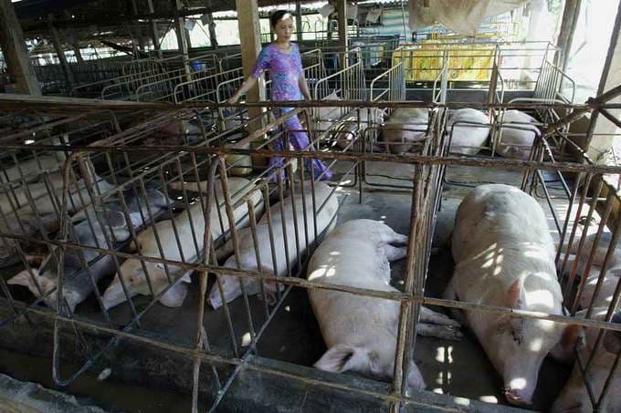 Vietnam estimates $154 million loss from African swine fever