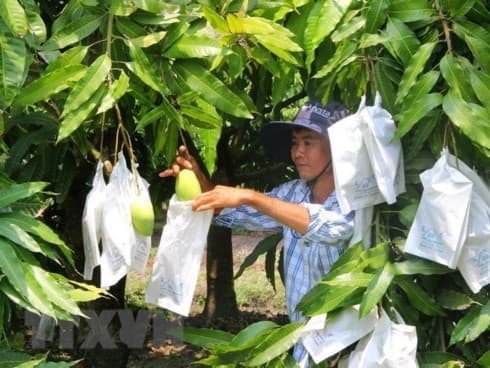 Moc Chau strives to export up to 500 tonnes of mango to China