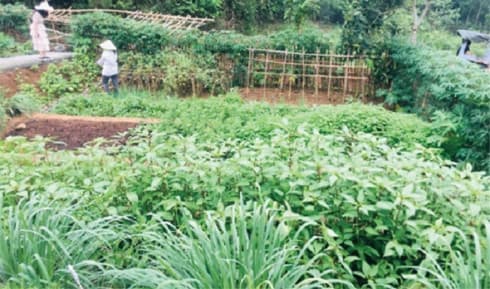 Space renting business for growing greens flourishes in Hanoi
