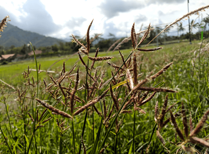 Vietnamese scientists discover weed inhibitors in rice husk