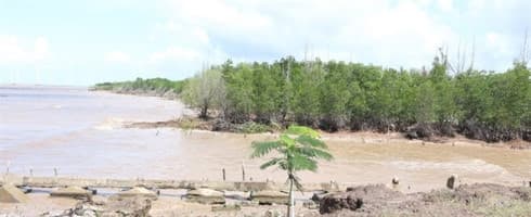 Bac Lieu struggles to protect coastal forests