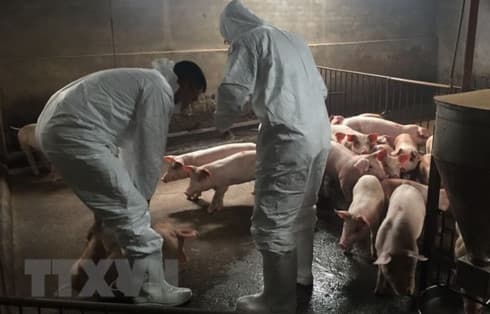 Nearly 2.5 million pigs culled due to African swine fever