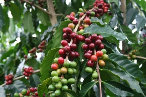 Vietnam’s exports to Algeria decline over five-month period