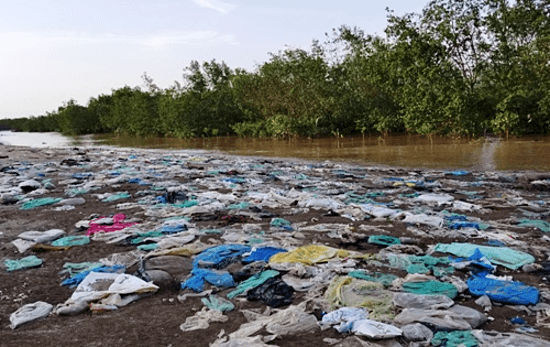 Garbage chokes northern Vietnam mangrove forests