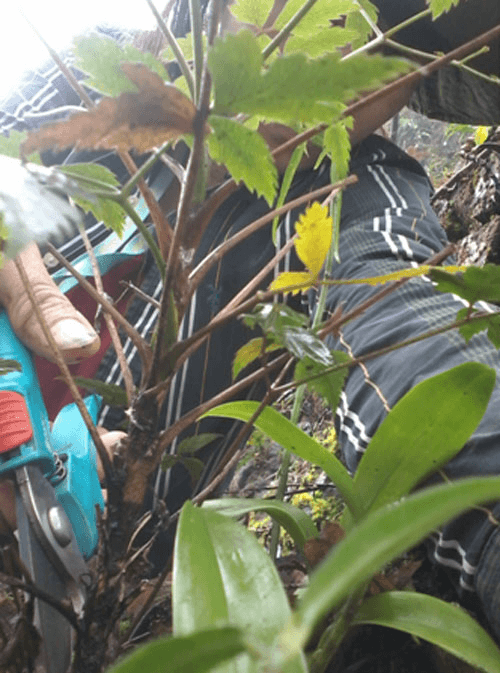Vietnamese scientists discover plants containing anti-cancer compound