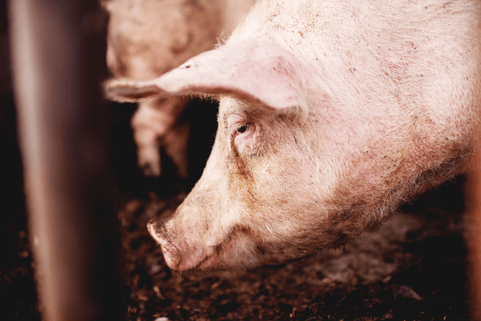 All but one Mekong Delta province infected with African swine fever
