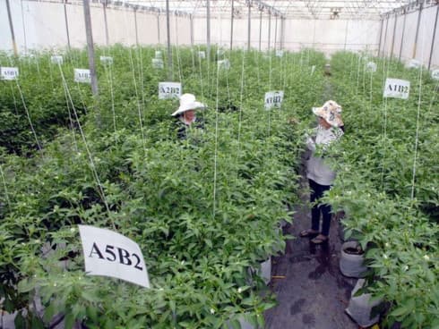 Can Tho, Vientiane step up agricultural cooperation