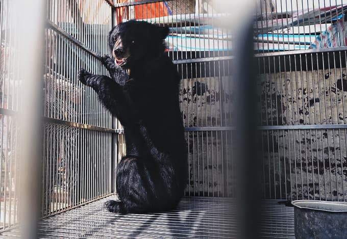 Moon bear owned by drug lord rescued in northern Vietnam