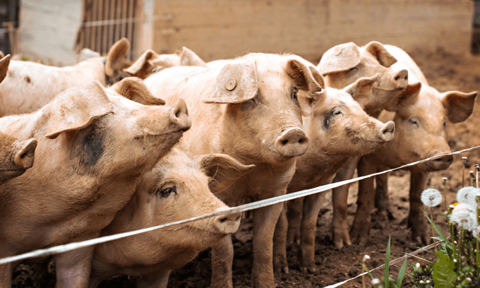 Only three Vietnam provinces free of African swine fever
