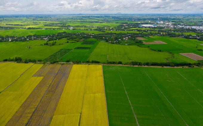 Mekong Delta accords a yellow-green carpet welcome for visitors