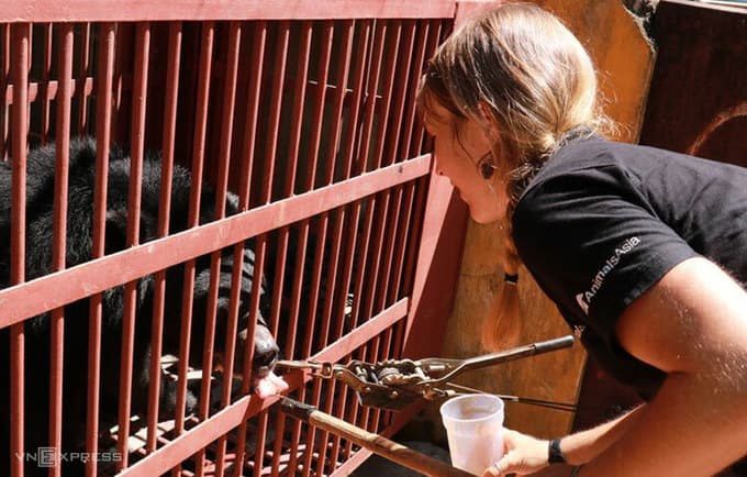Central Vietnam tourist park hands over captive moon bears to sanctuary
